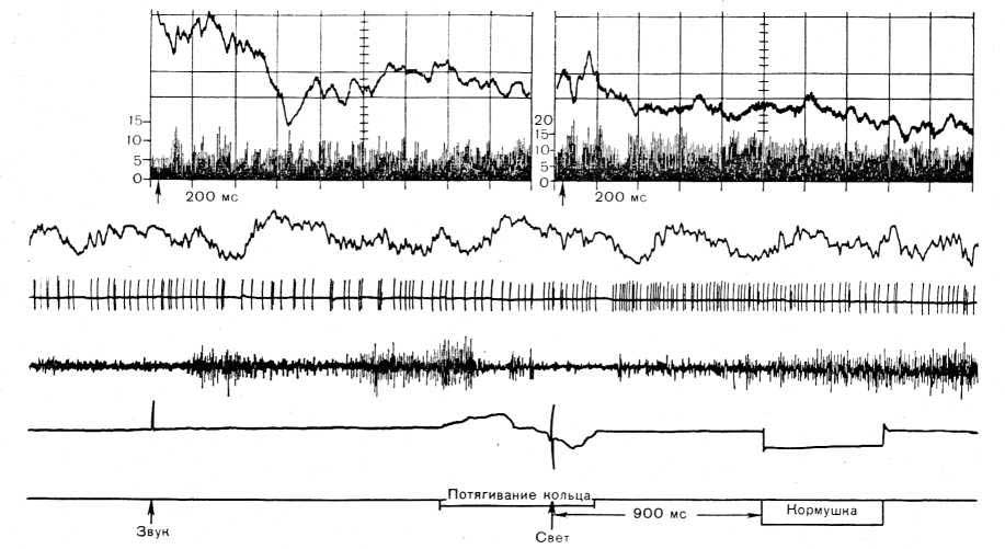Рис. 21. Биоэлектрическая активность зрительной области коры головного мозга во время различных фаз пищедо- бывательного цикла. Вверху: усредненные вызванные потенциалы и гистограмма активности нейрона (фотография с экрана анализатора); ширина канала на гистограмме — 4 мс. На записи сверху вниз: ЭЭГ, нейронограмма. ЭМГ, отметки звука, потягивания кольца кормушки, света и кормушки.