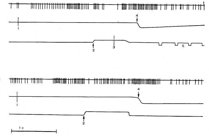 Рис. 24. Активация нейрона гиппокампа при «правильном» (вверху) и «ошибочном» (внизу) поведенческом акте. На каждом фрагменте сверху вниз: нейронограмма и отметки раздражителя (те же, что на рис. 23). 