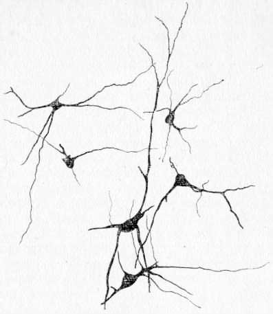Пример взаимоотношения нейронов СМ таламуса кошки (зарисовка с препарата, окрашенного по Гольджи)