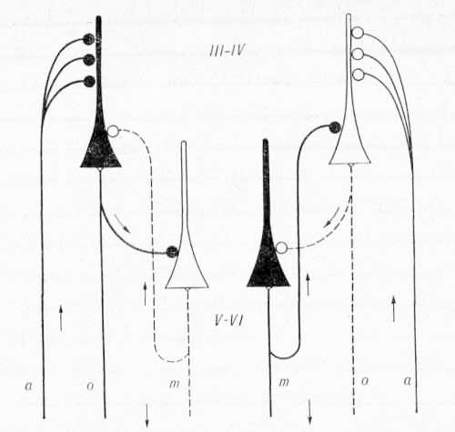Схема взаимоотношений нейронов верхних (III—IV) и нижних (V—VI) слоев коры в формировании их кортикофугальных эффектов