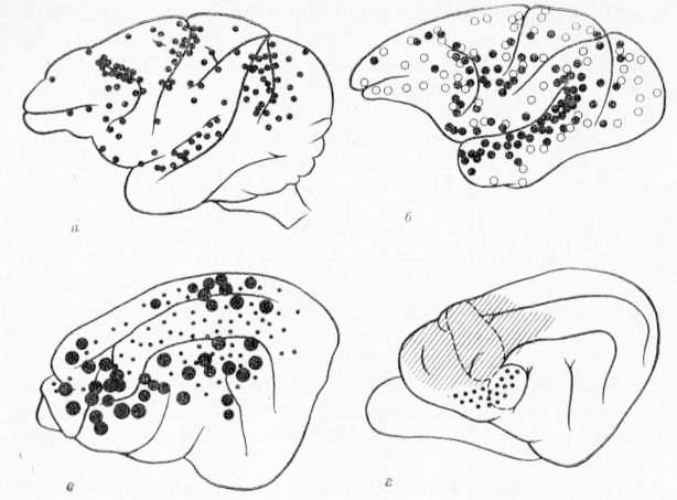 Схема поверхности коры больших полушарии мозга с указанием активных кортикофугальиых участков