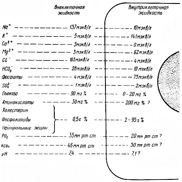 Рис. 10. Наиболее типичный состав внутриклеточных и внеклеточных (тканевых) жидкостей у человека (из К. Вилли, В. Детье, 1974).