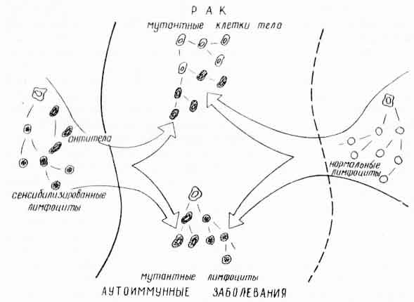 Рис. 14. Две иммунные линии обороны (по В. Г. Галактионову, 1972)