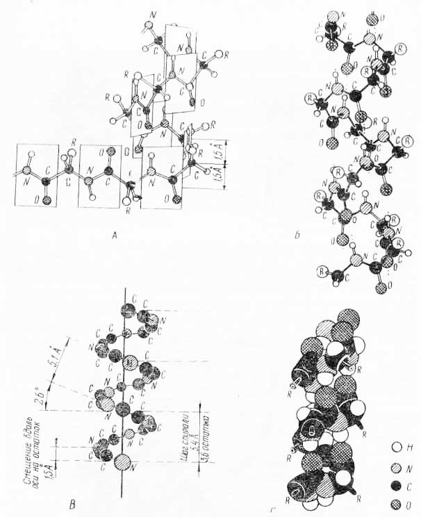 Вторичная структура (α=спираль) молекулы белка (по А. Ленннджеру, 1974)