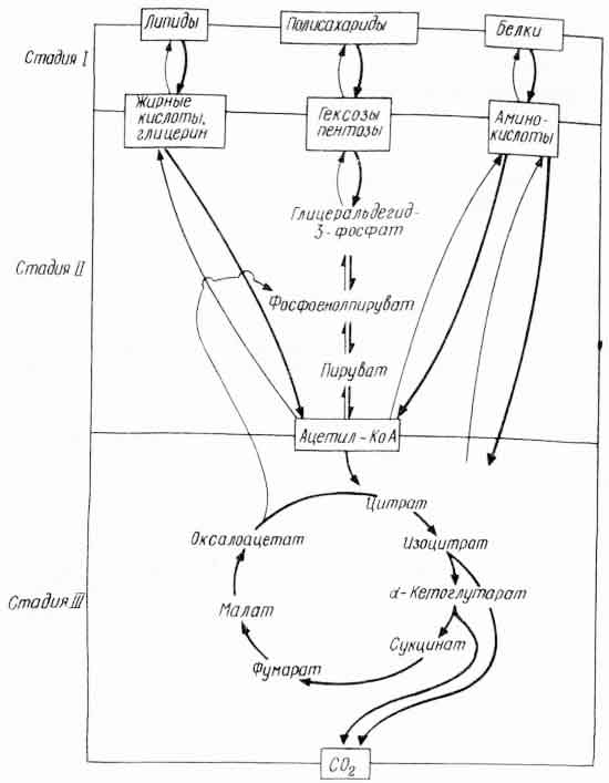 Рис. 1. Три стадии катаболизма и анаболизма (по А. Ленинджеру, 1974)