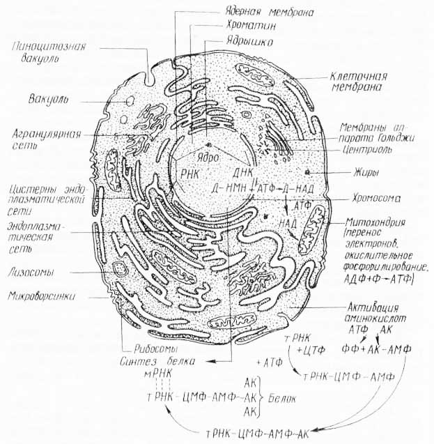 Схема строения клетки, показывающая связь некоторых ферментативных реакций с субклеточными структурами (из К Вилли, Д. Детье, 1974)
