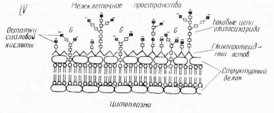 28.2 Различные модели молекулярного строения биологических мембран