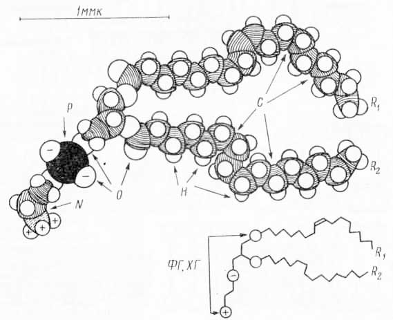 Полная молекулярная модель фосфолипида (молекулы фосфатидилэтаноламина)
