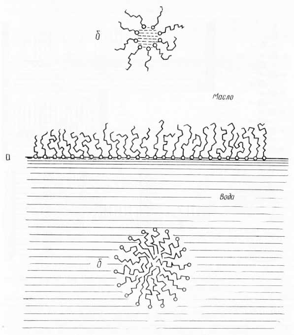 Схема расположения полярных липидов (из Ж. Хаггиса, Д. Михи и др., 1967)