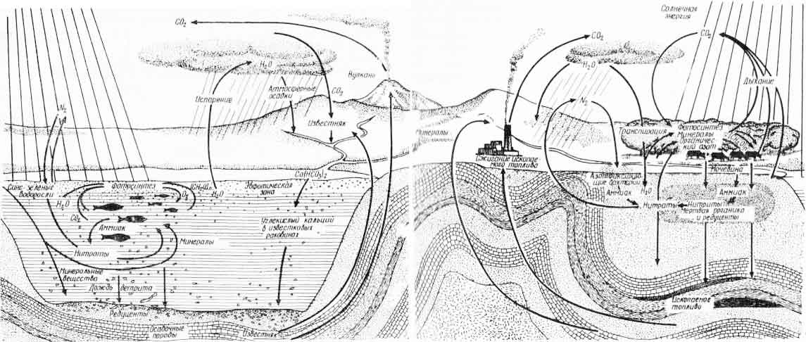 Рис. 2. Схема круговорота веществ в природе (из Дж. Хатчинсона, 1972)