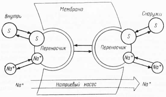 Натрий-зависимый перенос сахаров (из А. Лёви и Ф Сикевица, 1971)
