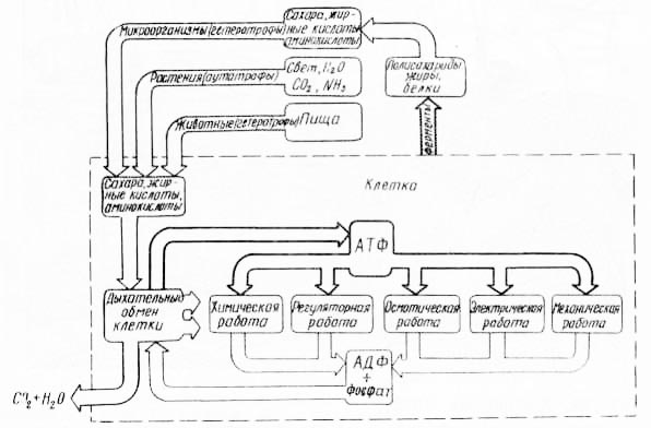 Рис. 3. Поток энергии в клетке (из А. Лёви и Г. Сикевица, 1971).