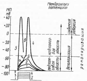 Изменение мембранного потенциала в зависимости от силы наносимого раздражения длительностью 2 мс (по Б. Катцу, 1968 и Е. К. Жукову, 1969)