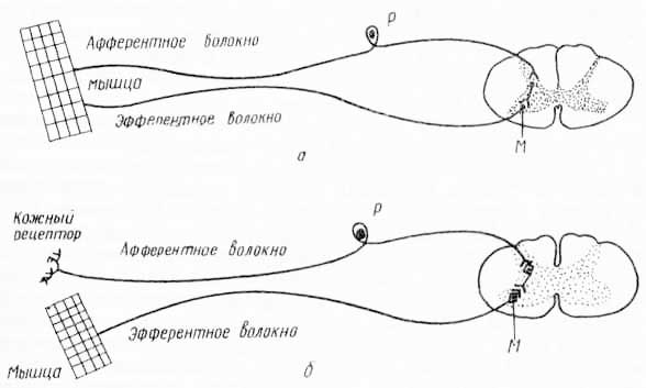 Схема двухнейронной (А) и трехнейроннои (Б) дуг спинномозгового рефлекса