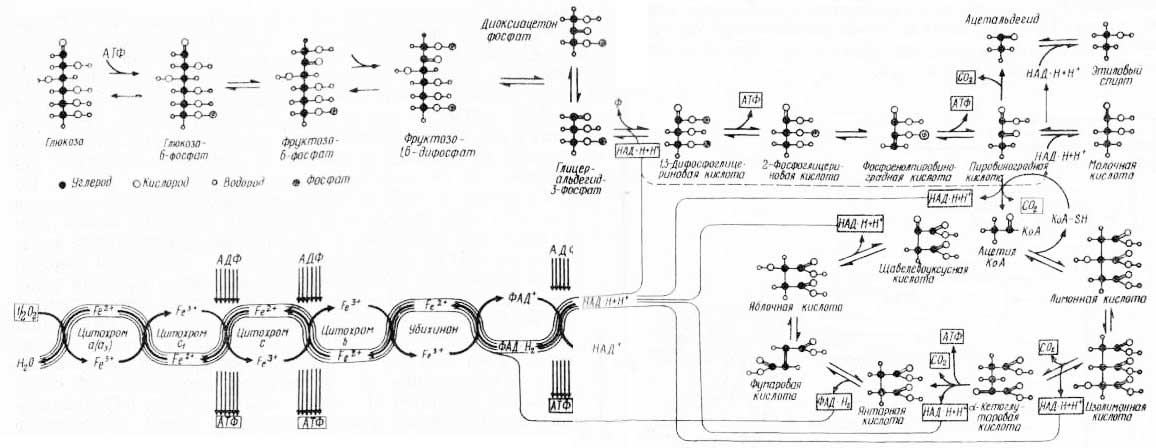 Рис. 4. Схема дыхательного обмена и синтеза АТФ