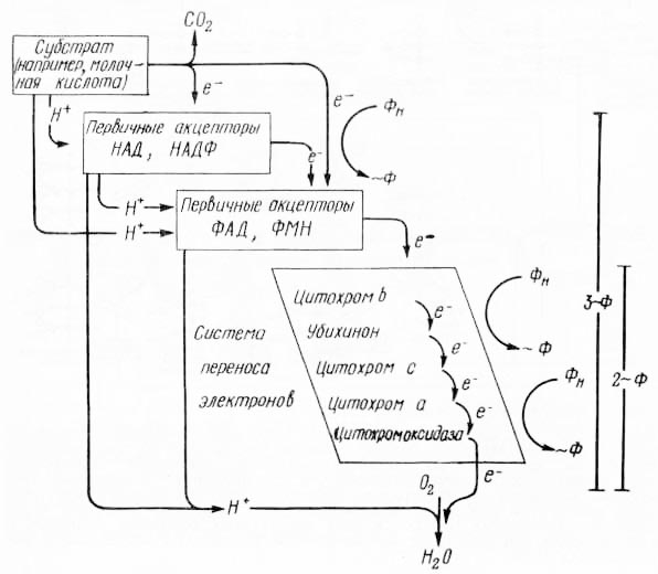 Рис. 5. Схема «электронного каскада» (из К. Вилли, В. Детье, 1974)